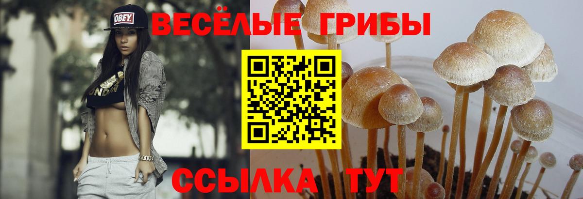 закладка  Галлюциногенные грибы MAGIC MUSHROOMS  Вход с VPN  Рязань 